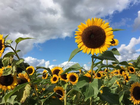 Spätsommer